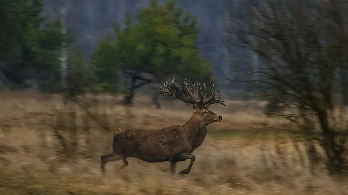 На Київщині вбили унікального оленя-рекордсмена: загибель Руні розслідують правоохоронці