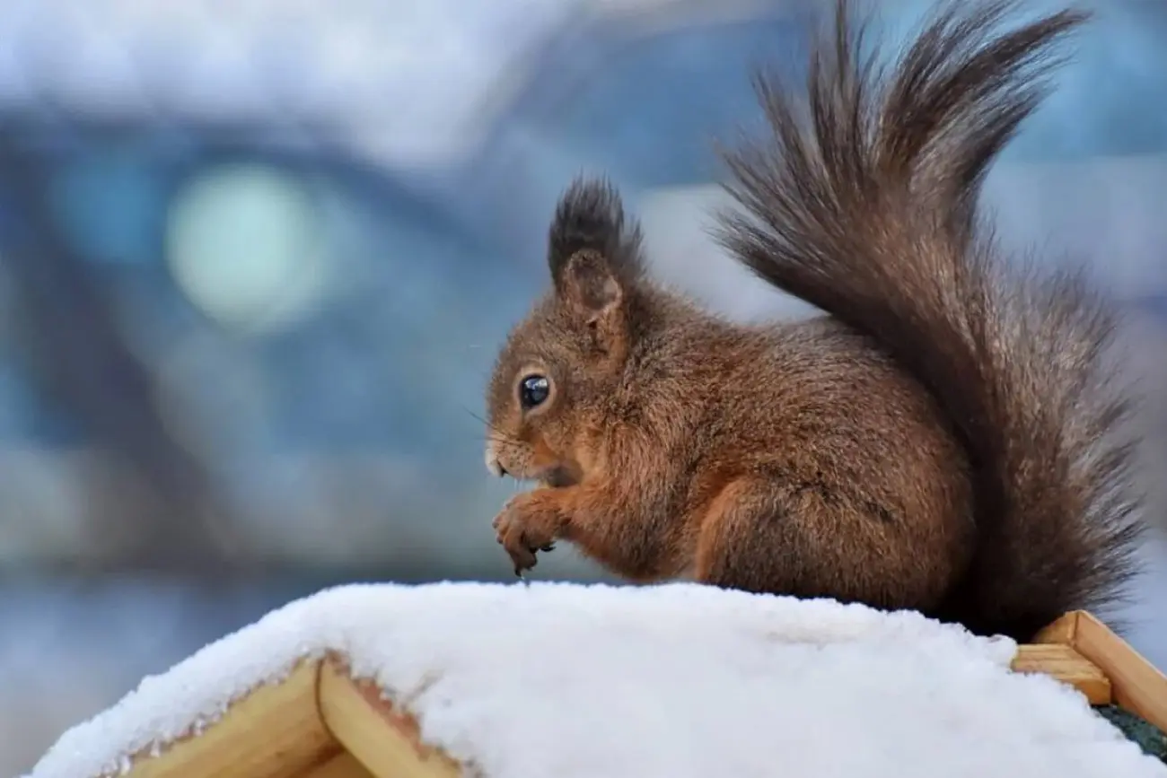 Коли в Києві та на Київщині ослабнуть морози: прогноз синоптиків