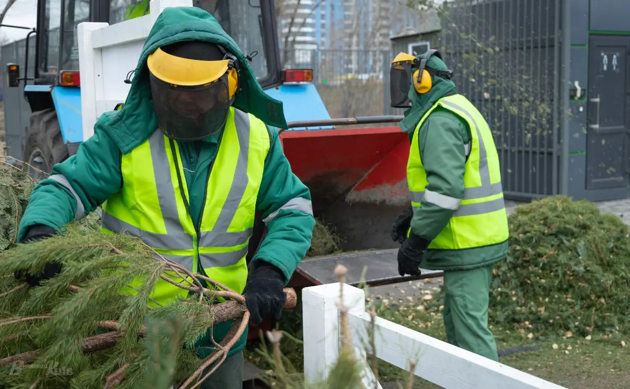 Кияни вже передали на перероблення близько 3,5 тисячі новорічних ялинок