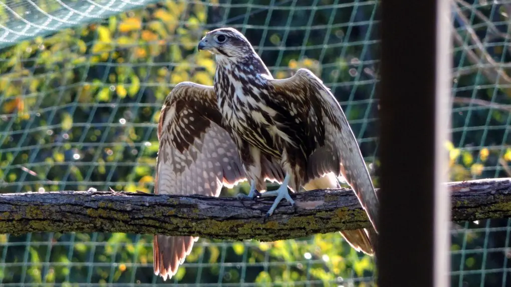 Київський зоопарк випустив у дику природу червонокнижного сокола
