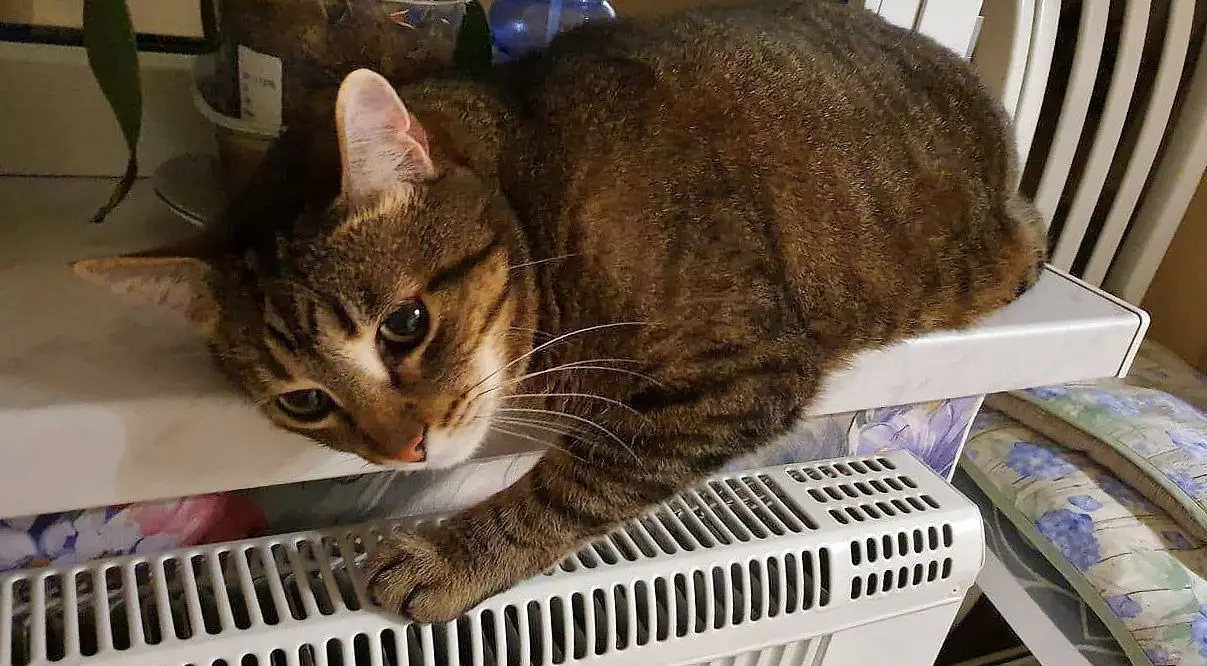 Київ майже повністю підключений до опалення, триває відновлення енергооб’єктів після атак