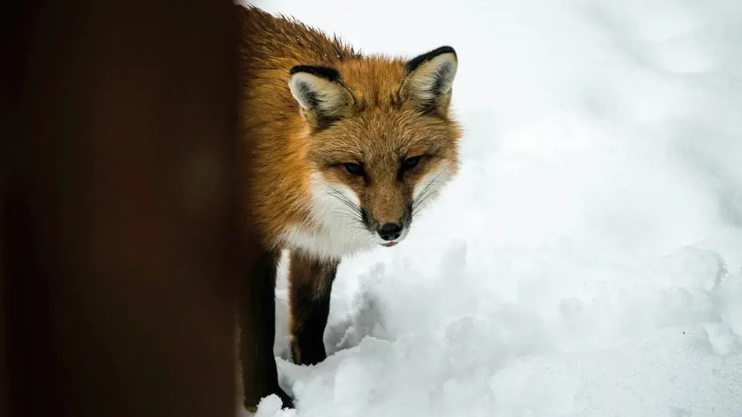 Лисиці наближаються до житлових районів: у Фастівській громаді попереджають про сказ