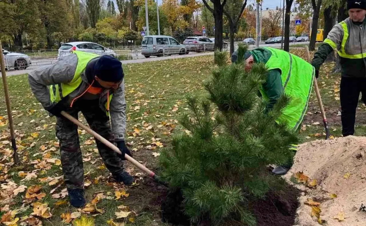 У парках Деснянського району висадили 60 сосен