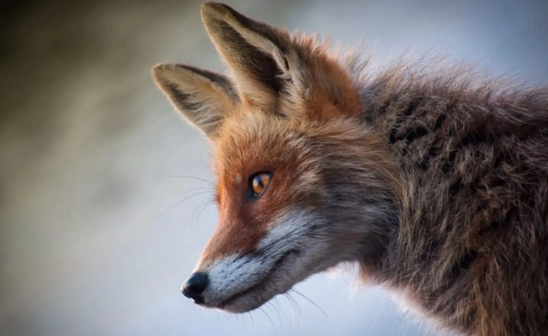 У Києві зафіксували випадок сказу: запроваджено карантинні обмеження