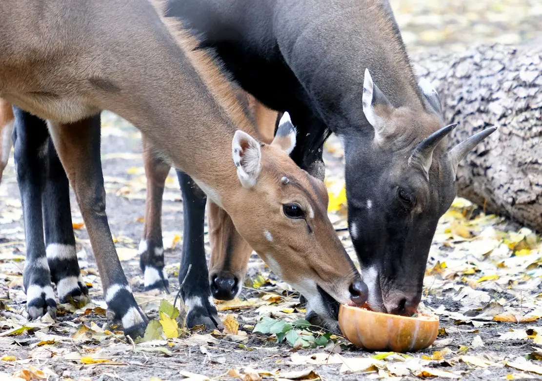 У Київзоо влаштують гарбузове свято для копитних і страусів нанду
