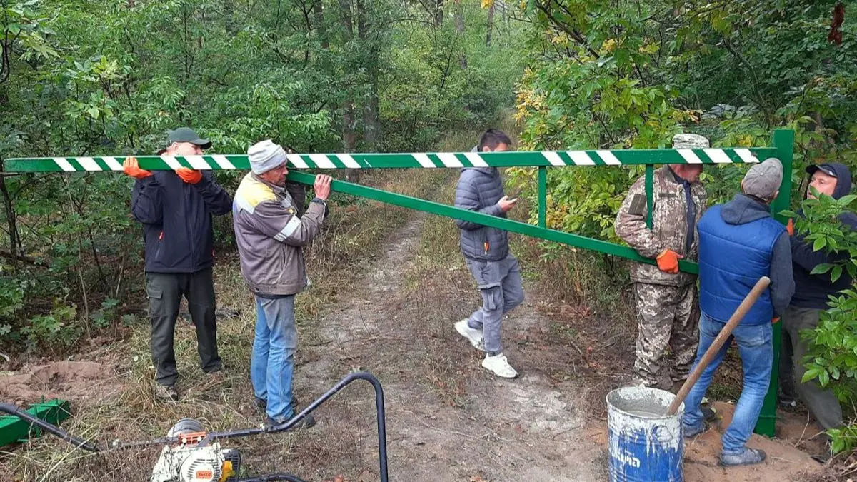 Київські лісівники пояснили, чому не прибирають мертві дерева у приміських лісах