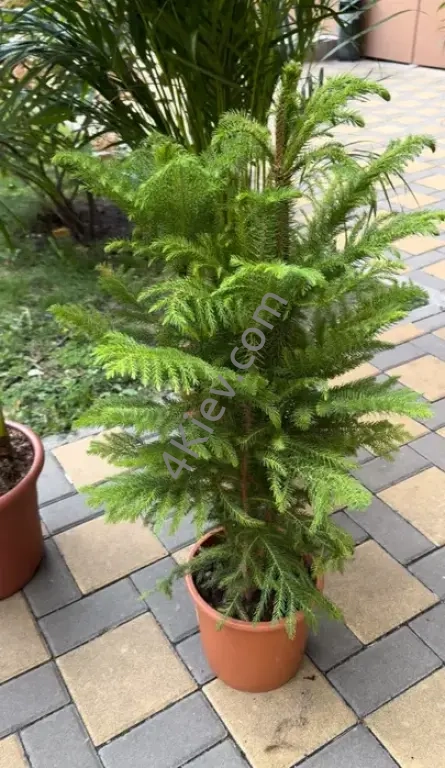 Араукарія, вічнозелена ялинка, дуже пишна на 5 рослин висота 100 см