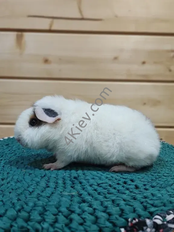 Морська свинка