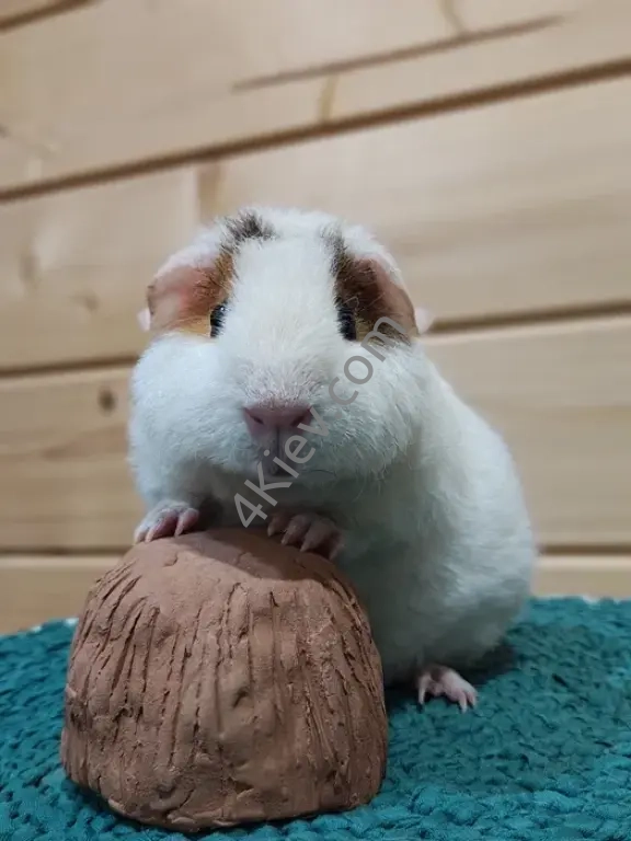 Морська свинка