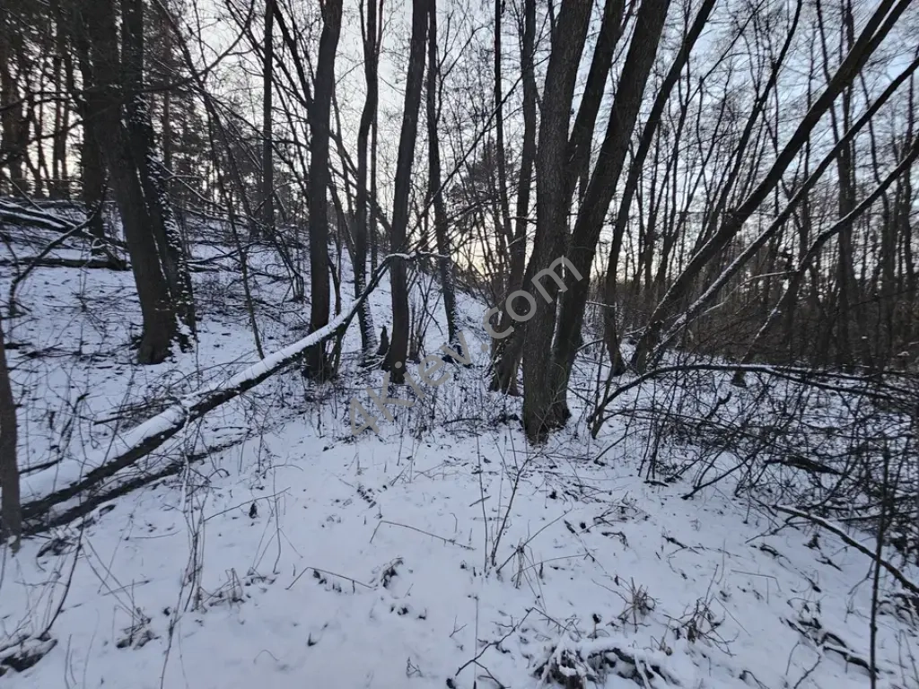 Ділянка 80 сот в лісі, біля лісу, поруч ліс, озеро, Київ 5 км