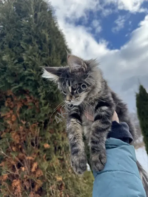 Мейн-Кун Девочка Black Tabby, котята