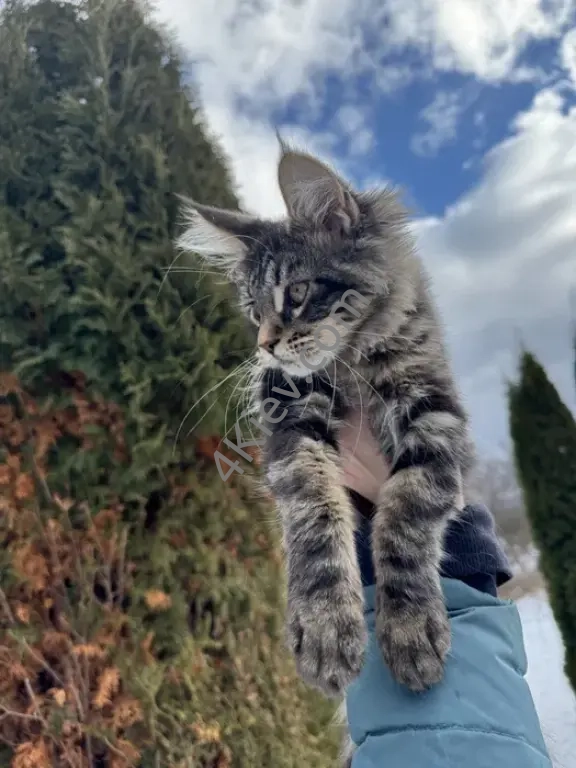 Мейн-Кун Девочка Black Tabby, котята