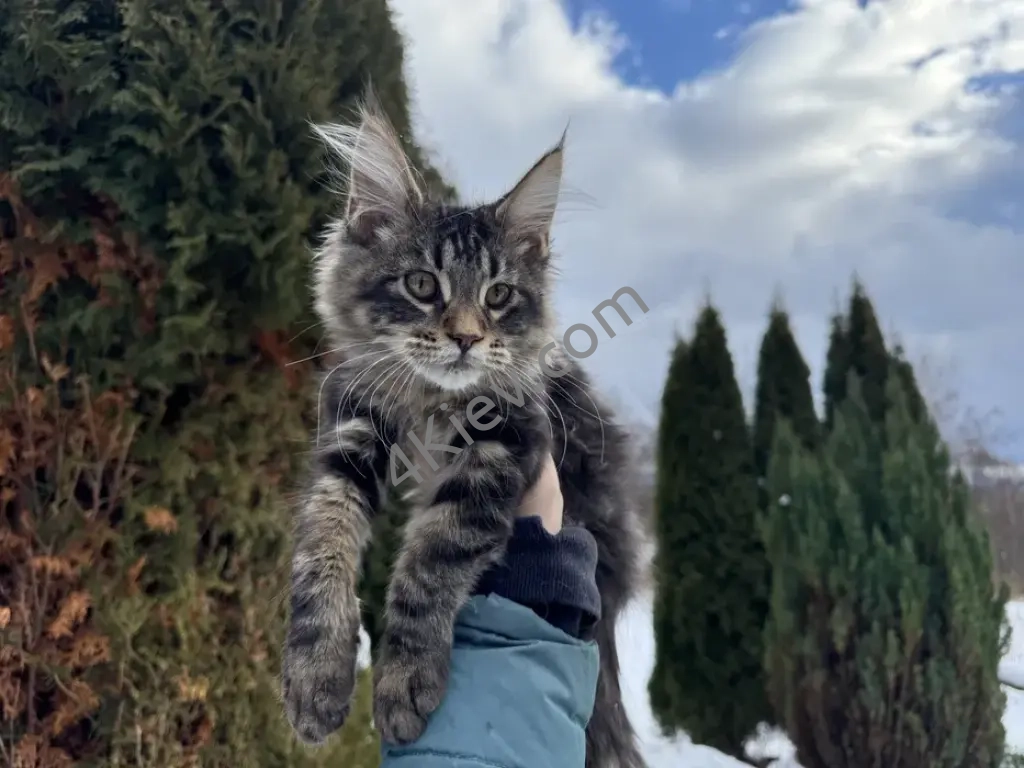 Мейн-Кун Девочка Black Tabby, котята