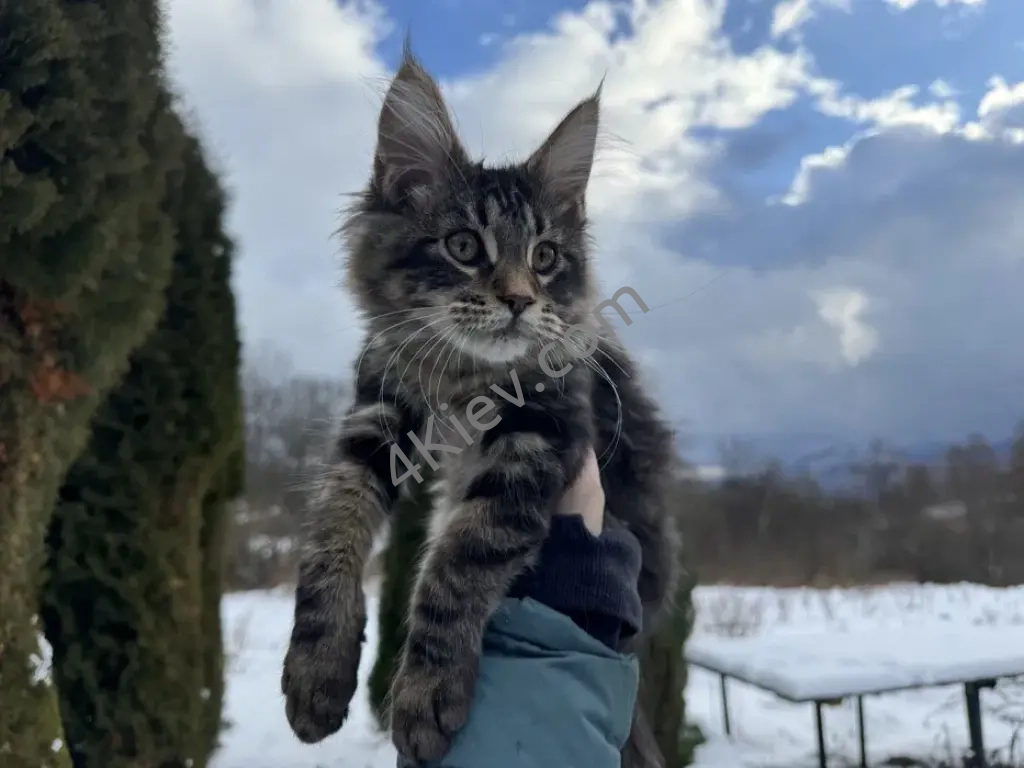 Мейн-Кун Девочка Black Tabby, котята