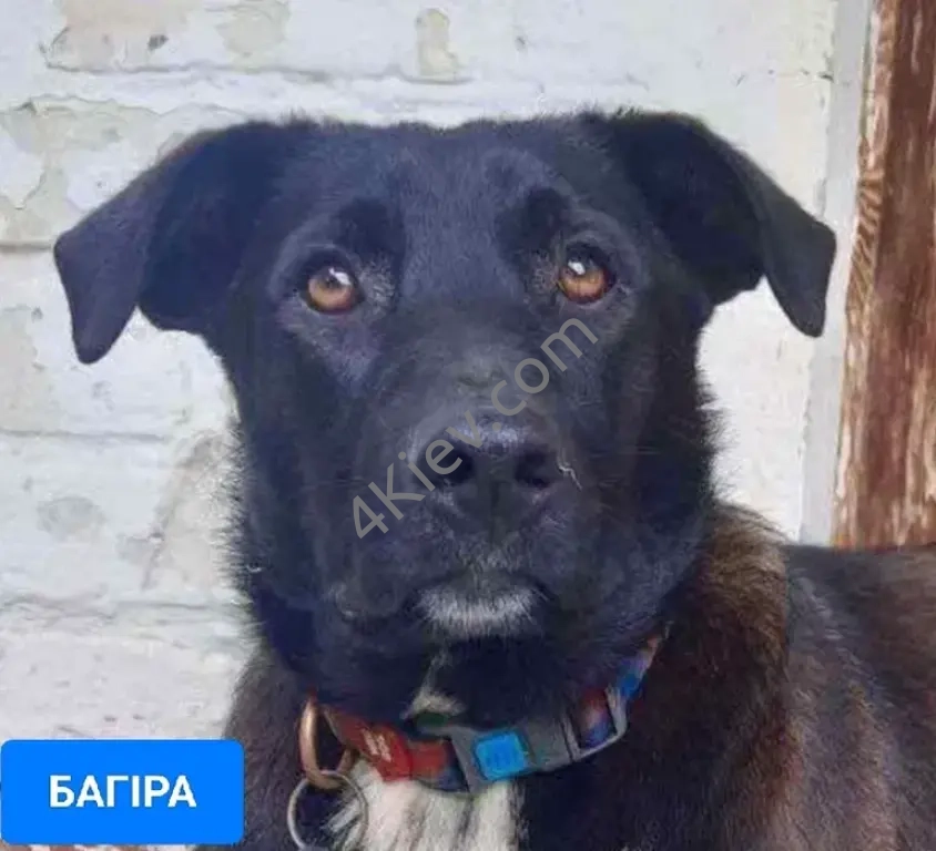 БАГІРА в пошуках сім'ї