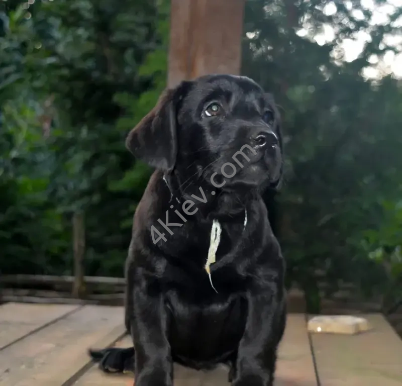 Цуценята лабрадора