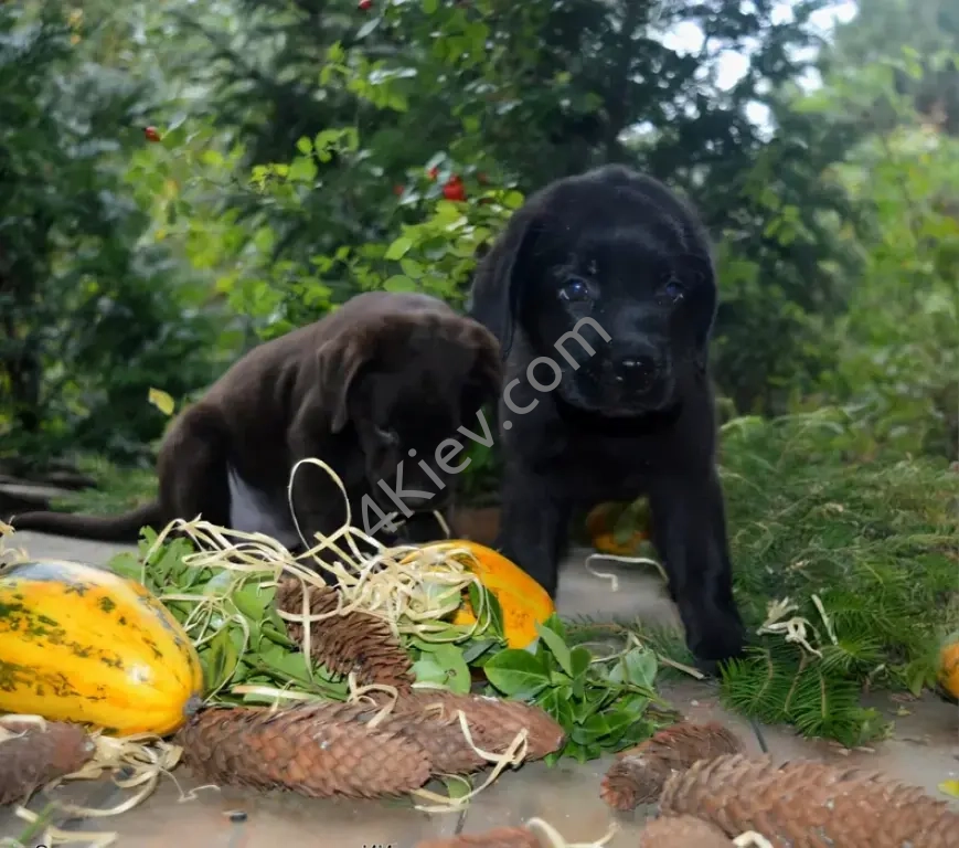 Цуценята лабрадора