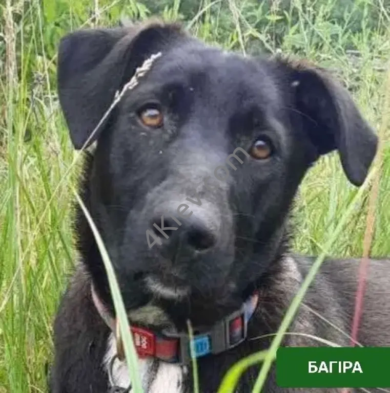 БАГІРА в пошуках сім'ї