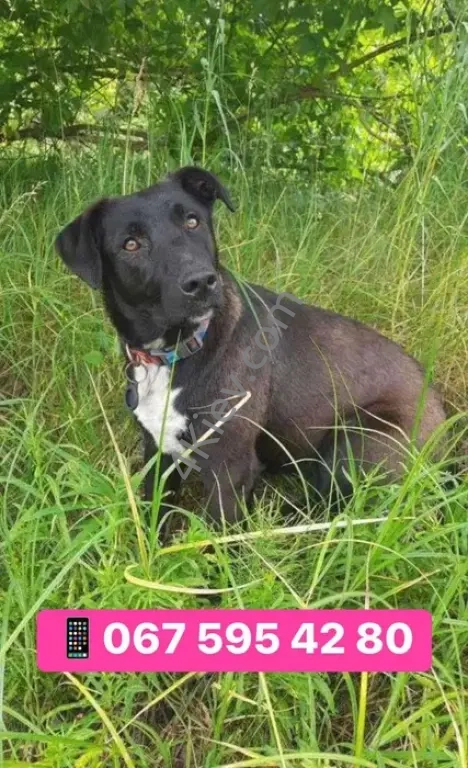 БАГІРА в пошуках сім'ї