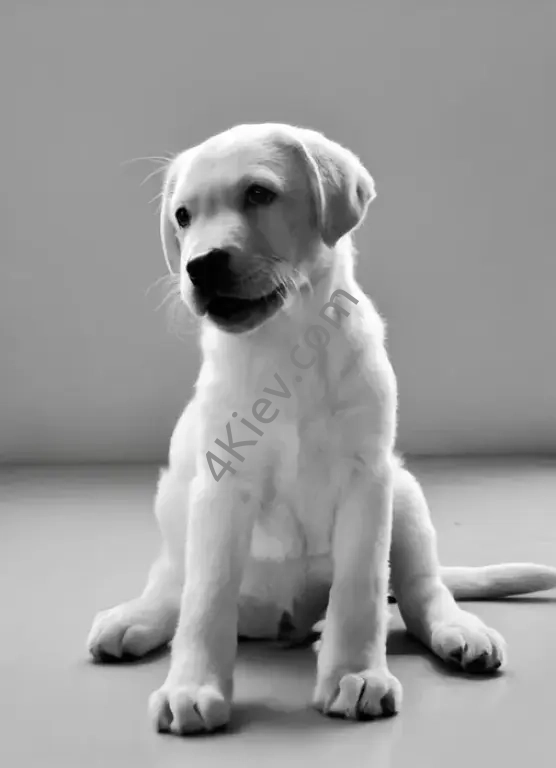 Цуценята лабрадора