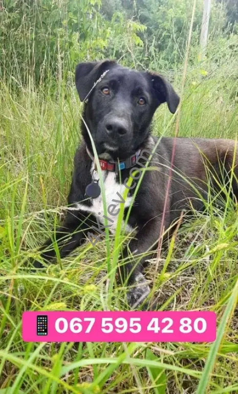 БАГІРА в пошуках сім'ї