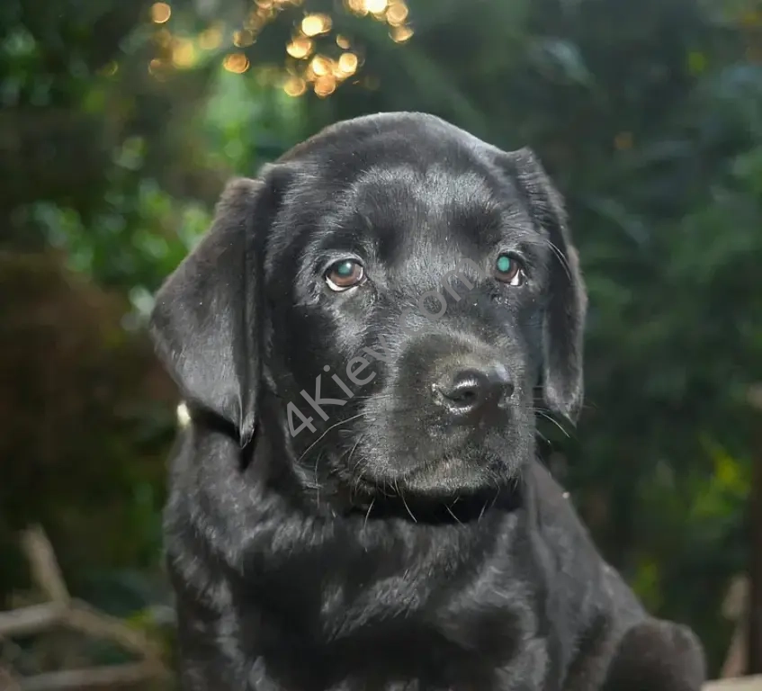 Цуценята лабрадора