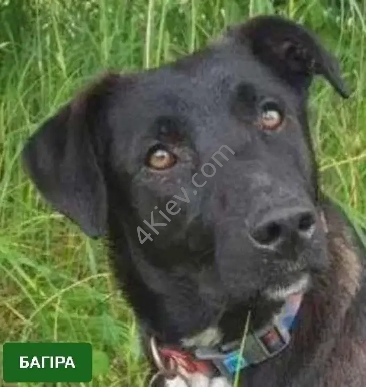 БАГІРА в пошуках сім'ї