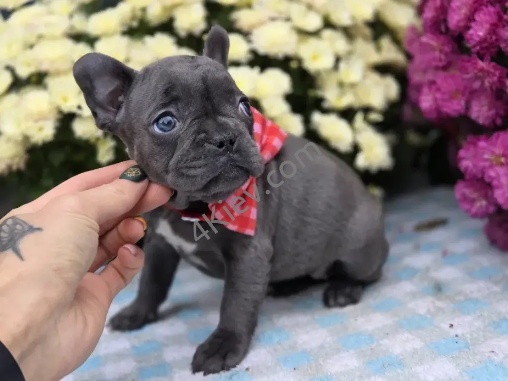 Французький бульдог суперова дівчинка