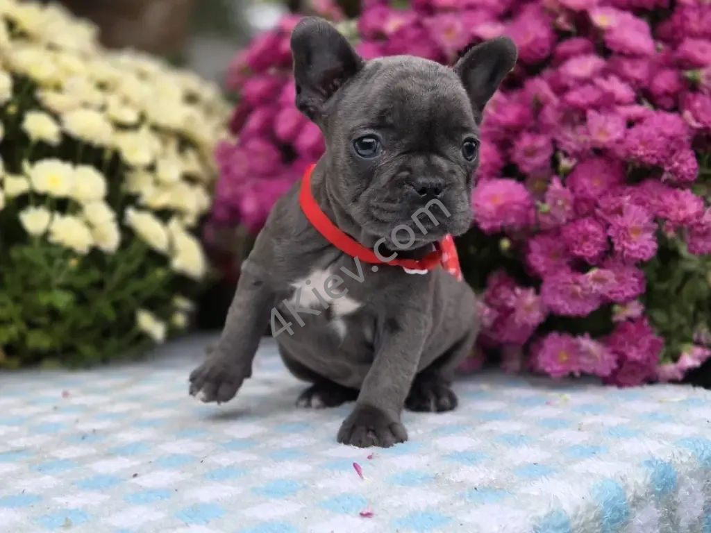 Французький бульдог суперова дівчинка