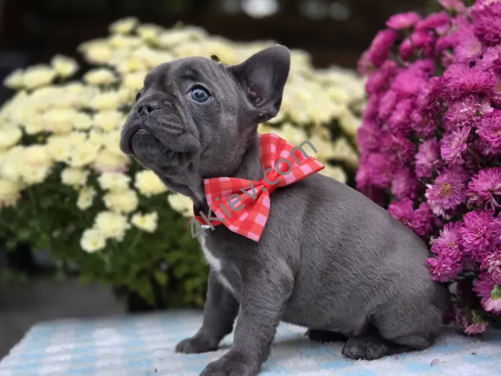 Французький бульдог суперова дівчинка