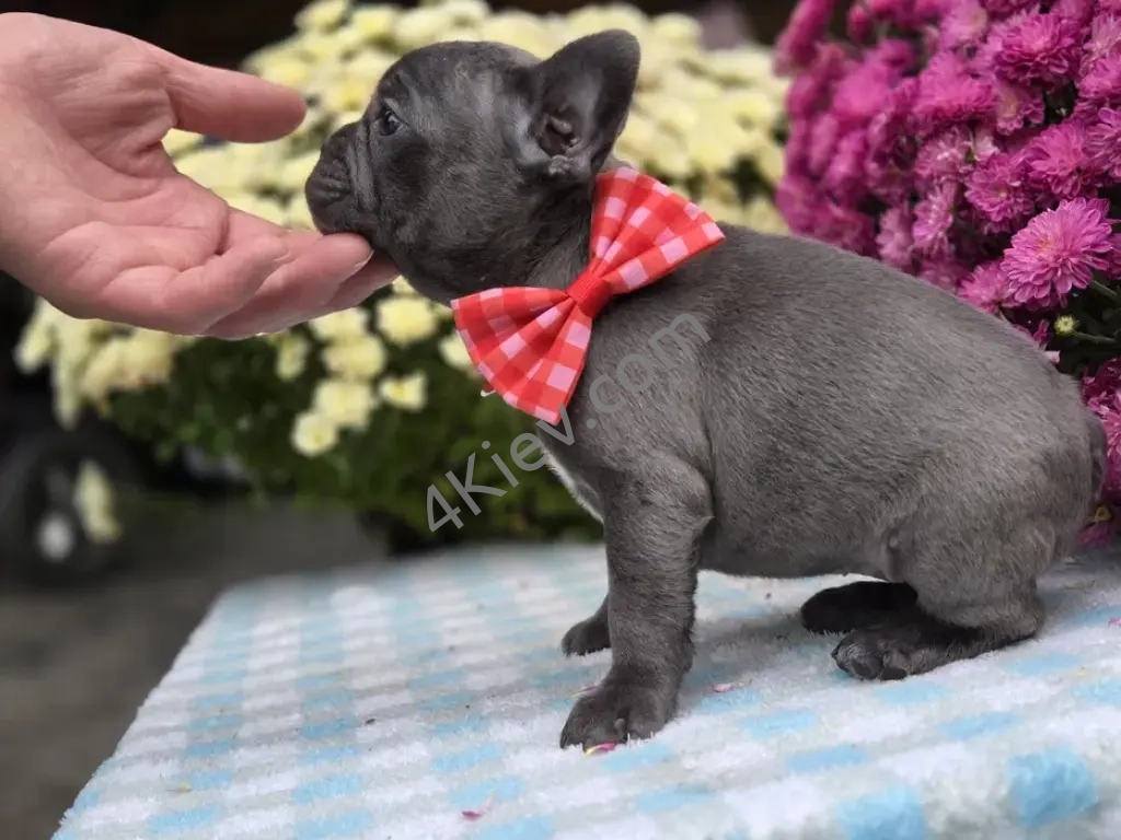 Французький бульдог суперова дівчинка