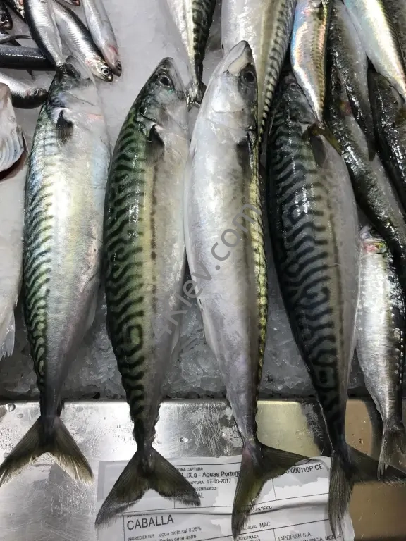 Скумбрія свіжо-заморожена