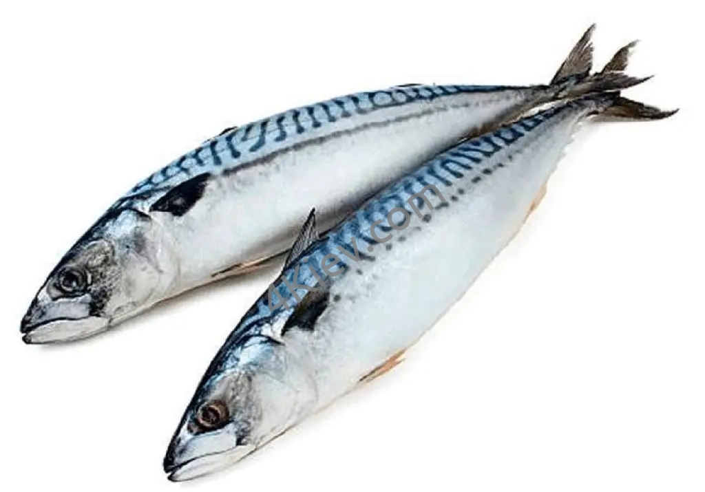 Скумбрія свіжо-заморожена