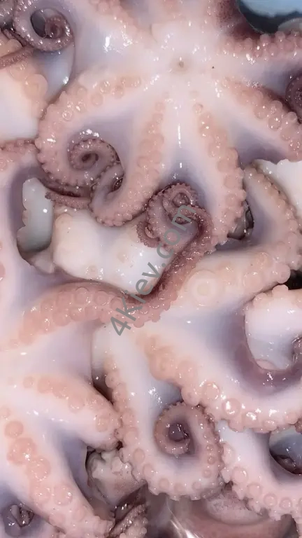 Восьминіг охолоджений