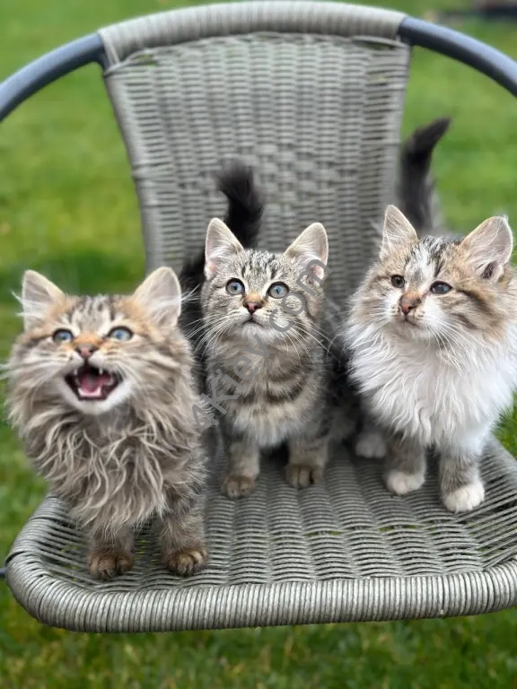 Безкоштовно віддам кошенят у добрі руки!