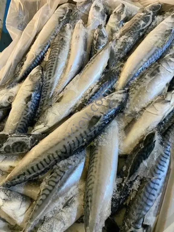 Скумбрія свіжо-заморожена