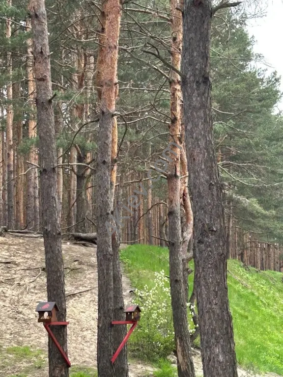 Таунхауси в Гостомелі в гарній лісовій локації!