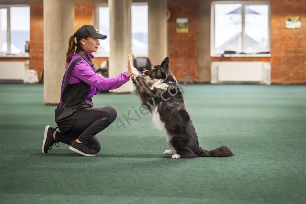 Послуги кінолога
