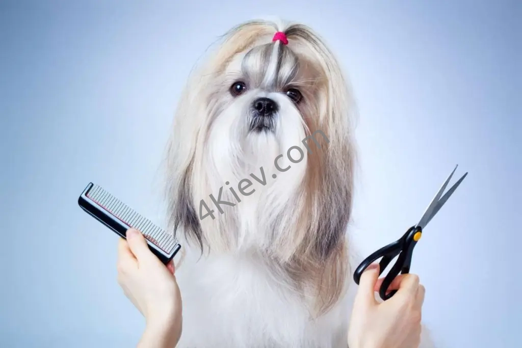 Професйний грумінг собак і котів