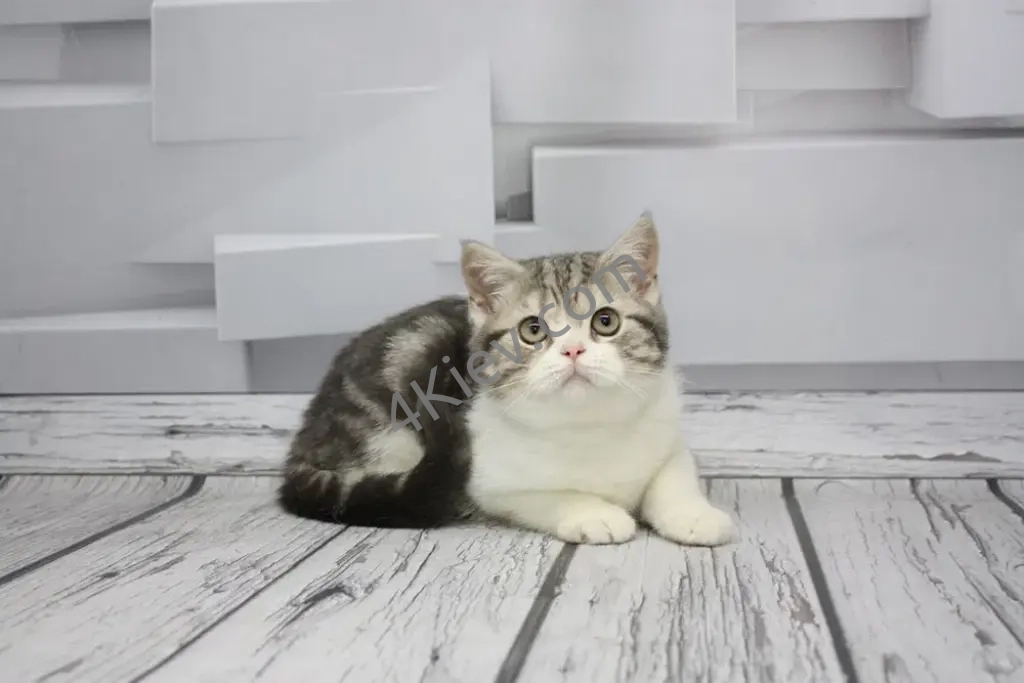 Шотландське мармурове кошеня