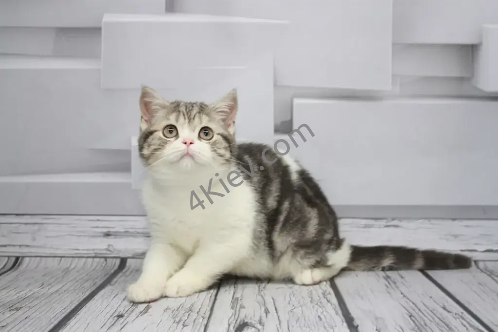 Шотландське мармурове кошеня