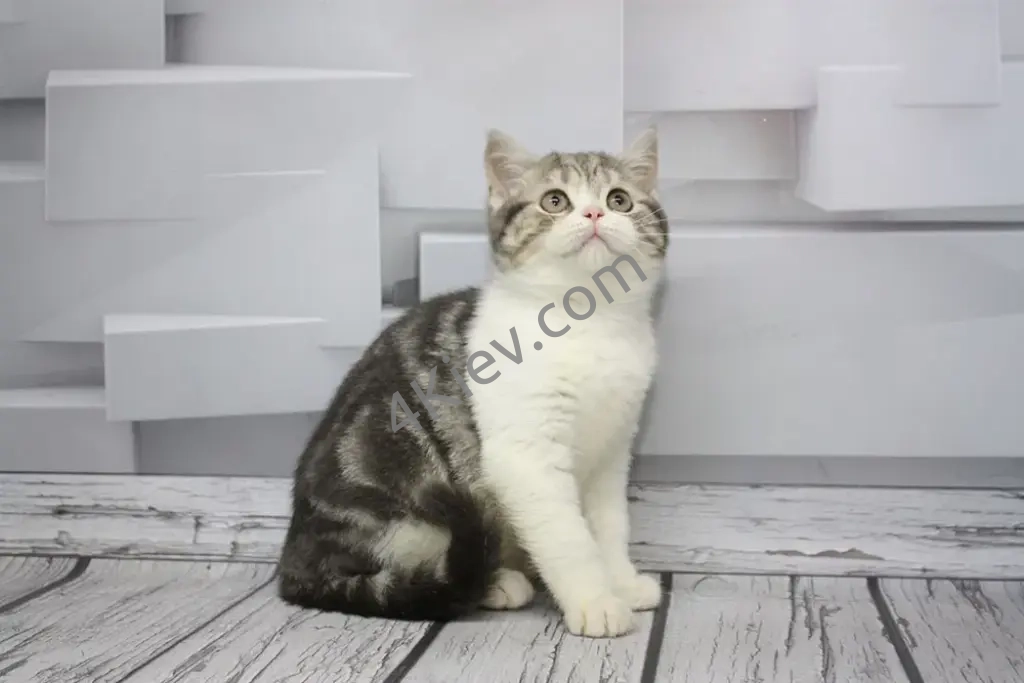 Шотландське мармурове кошеня