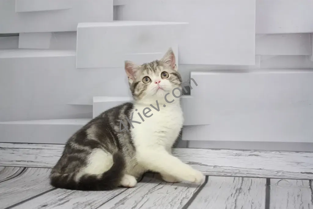 Шотландське мармурове кошеня