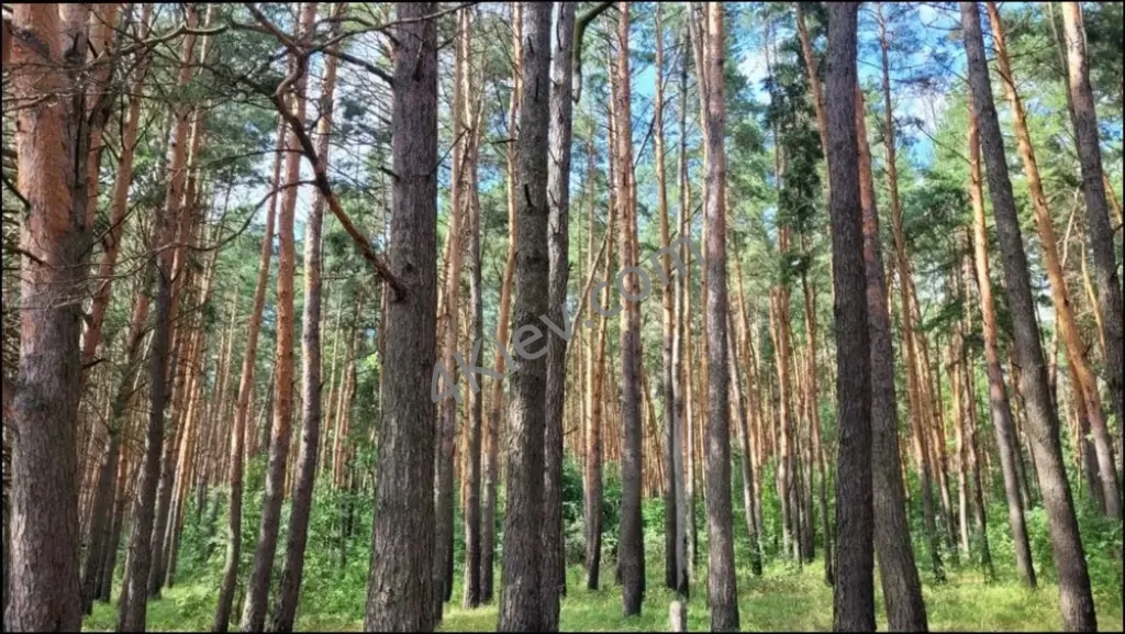 Продаж ділянки у селищі Ірпінського ОТГ Бучанський р-н