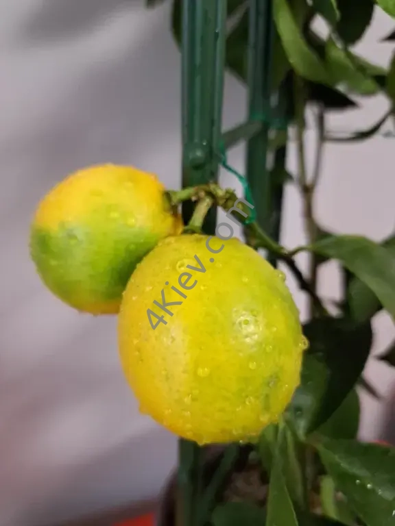 Лимон Мейєра з плодами