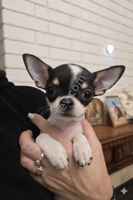 Чиахуахуа цуценя