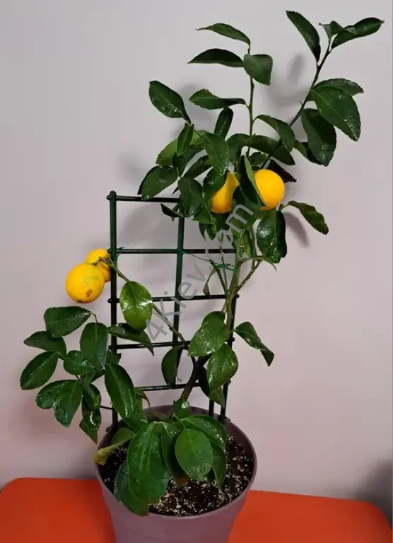 Лимон Мейєра з плодами