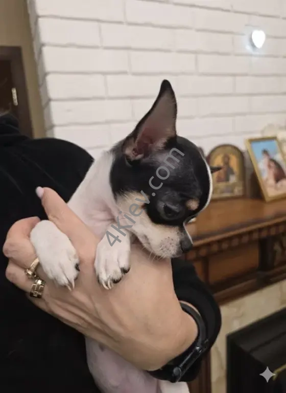 Чиахуахуа цуценя