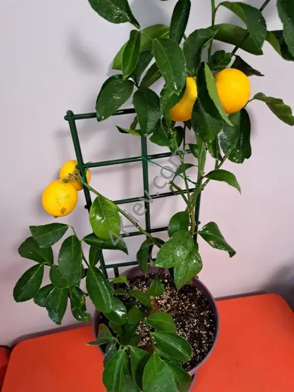 Лимон Мейєра з плодами