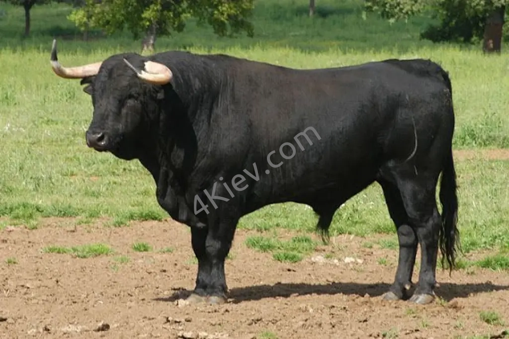 Чорний бик